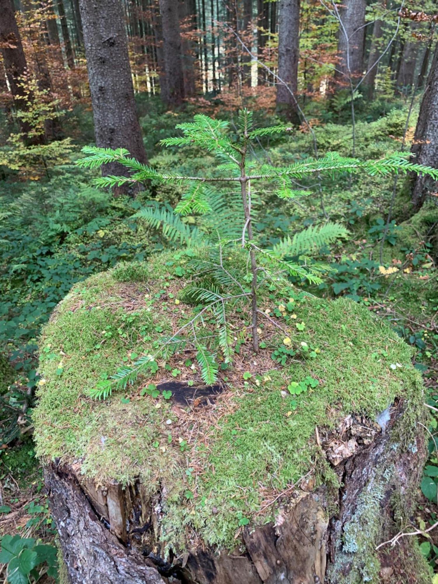 Staufen Herz 上施陶芬 外观 照片